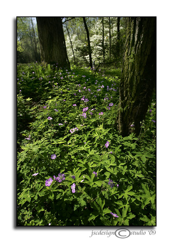 Noah Bud Ogle Nature Trail II
