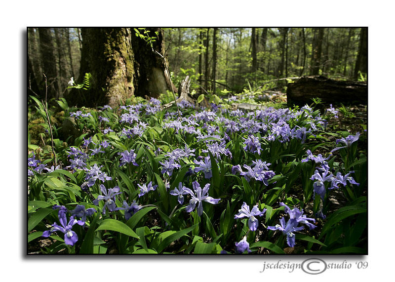 Noah Bud Ogle Nature Trail VI<br>April 26