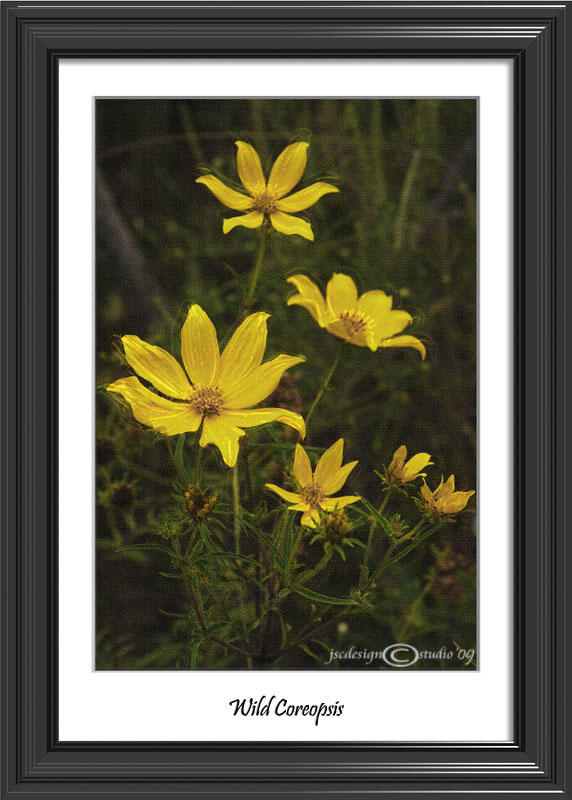 Wild Coreopsis