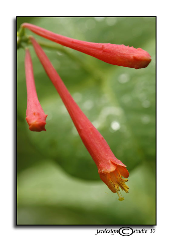 150<br>Lonicera sempervirens