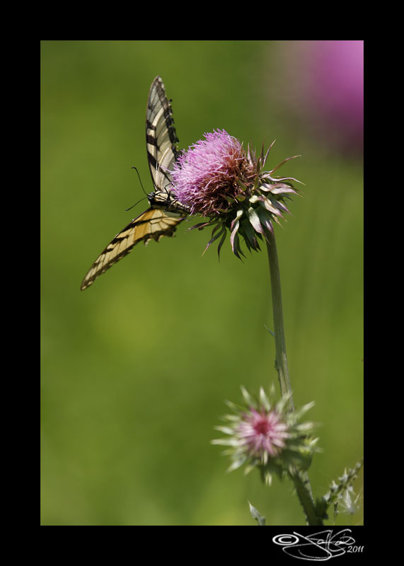 Beautifully Imperfect II