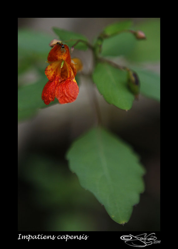Impatiens capensis