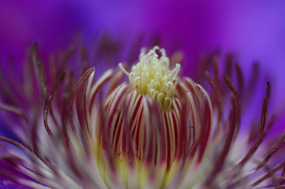 Clematis Bloom Closeup