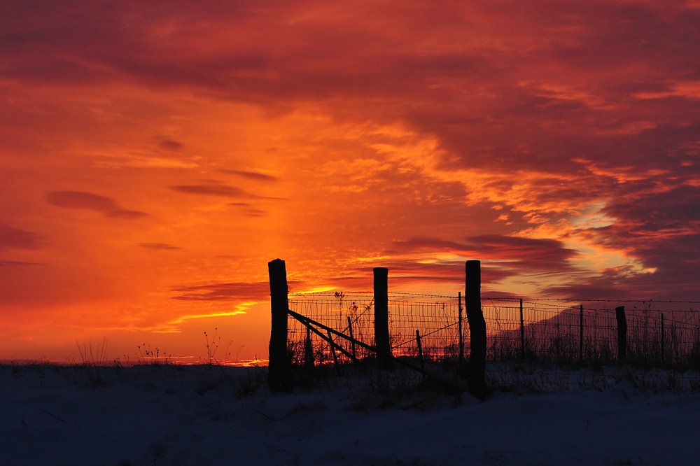 Corner Fencerow with Sunset