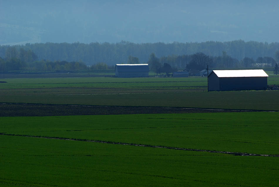 Skagit River bottomland