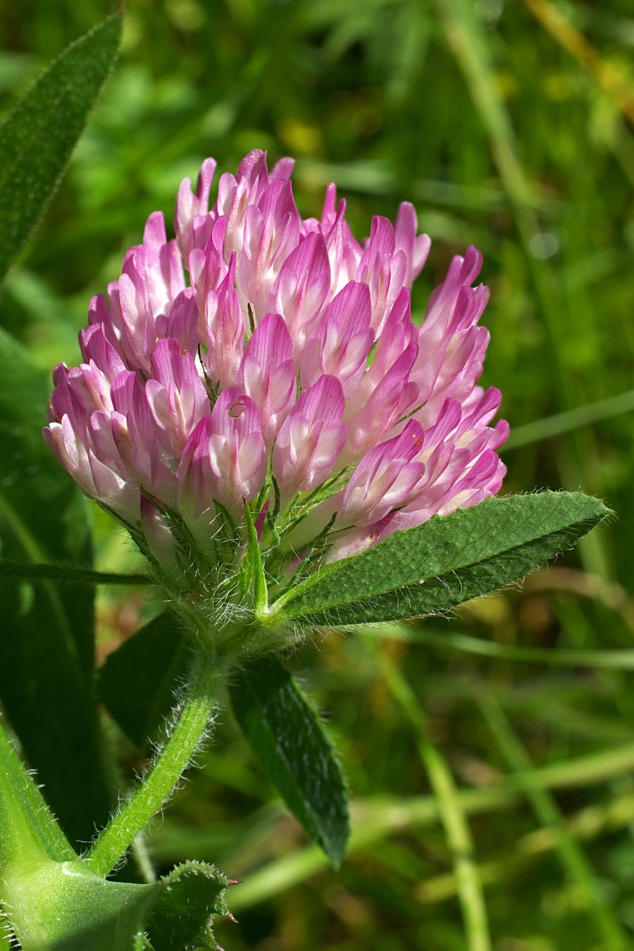 Trifolium pratense