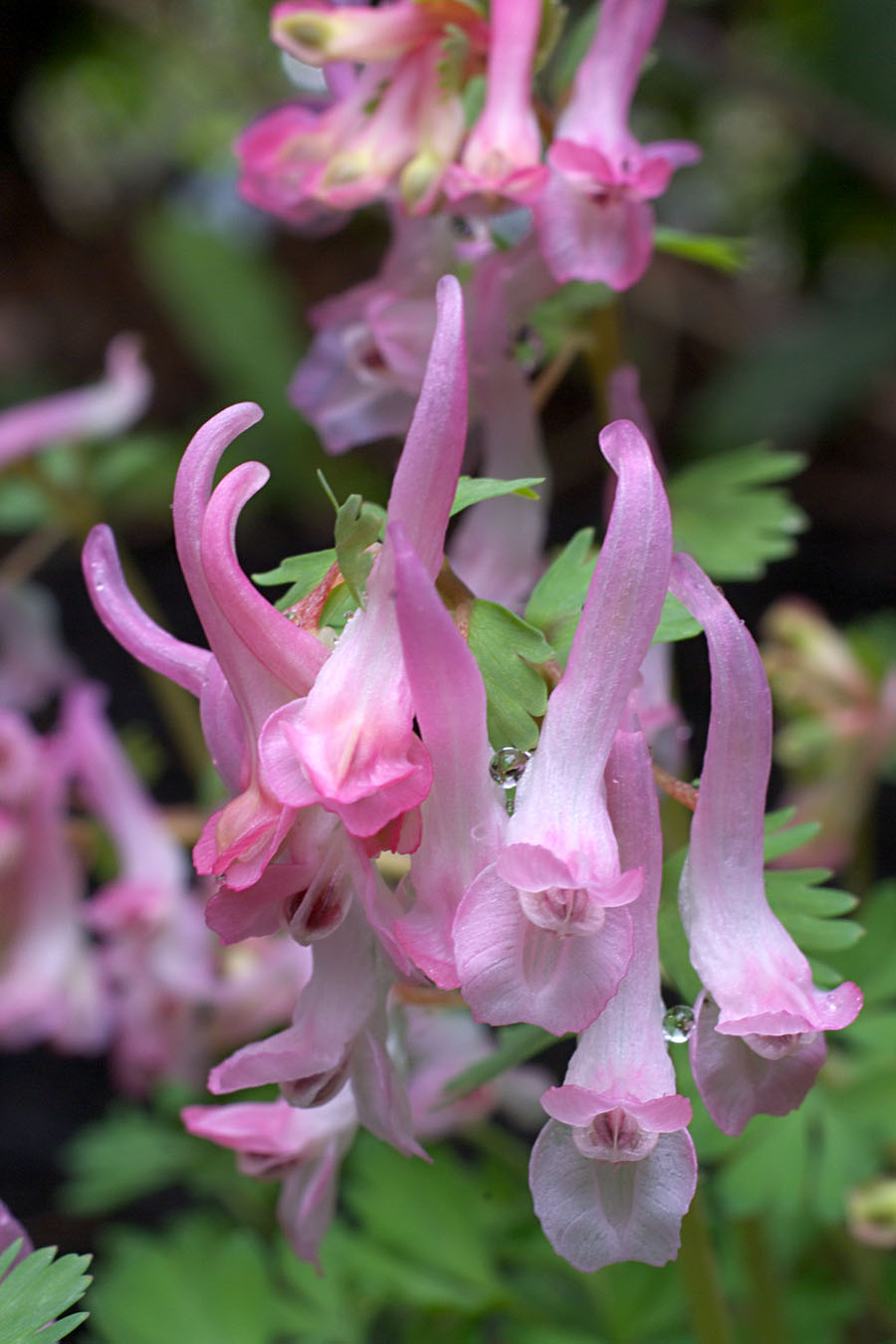 Corydalis solida