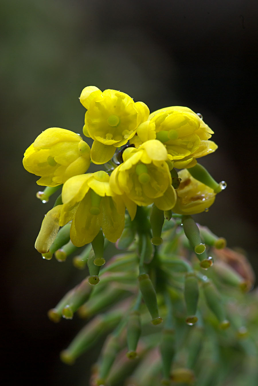 Mahonia x. media cultivar