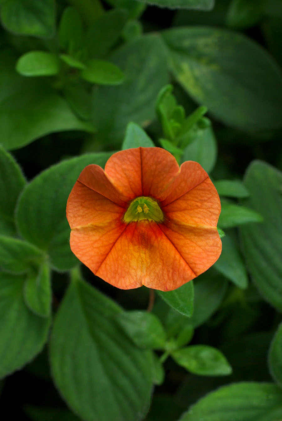 Calibrachoa