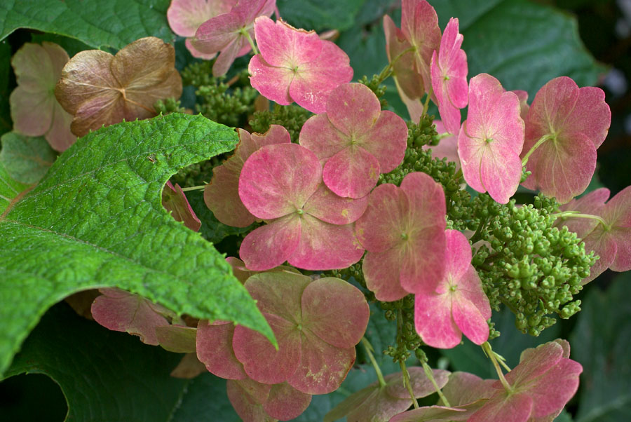 Hydrangea  quercifolia