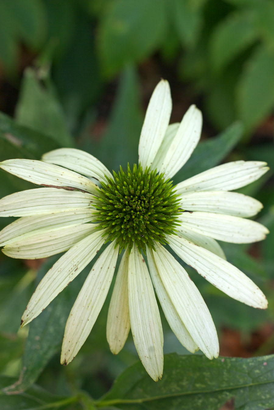 Echinacea White Swan