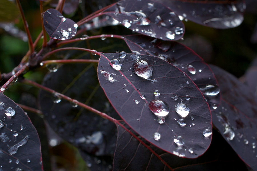 water drops