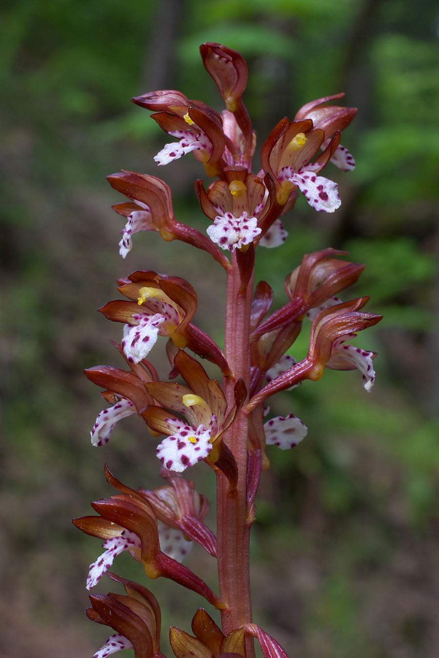 Corallorhiza maculata var. occidentalis