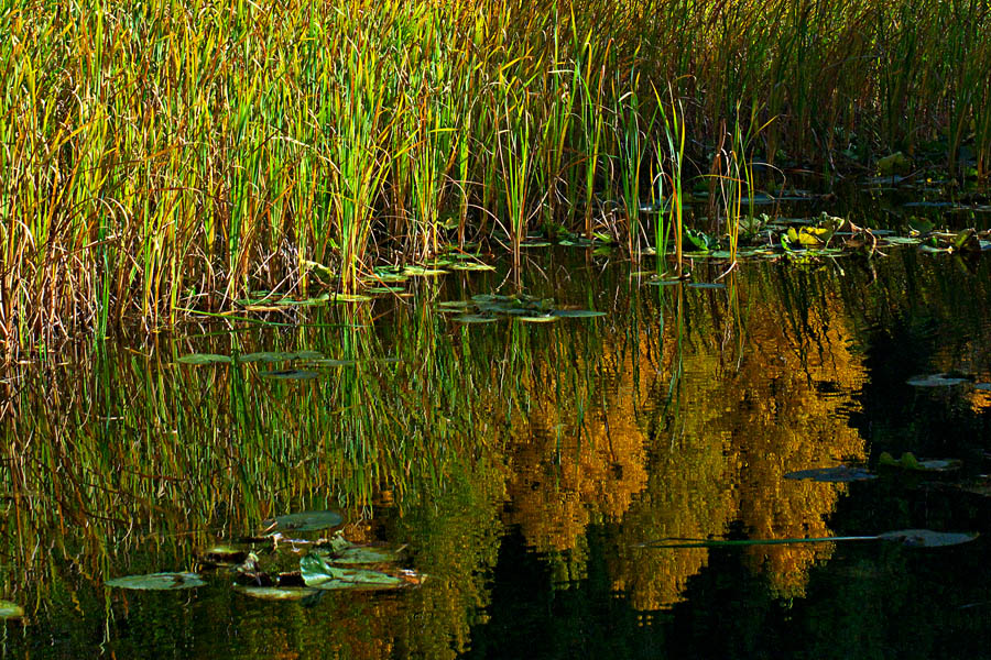 reflection