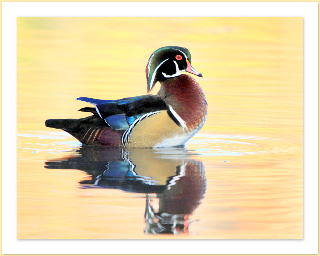  Lun des plus beaux canards du monde...