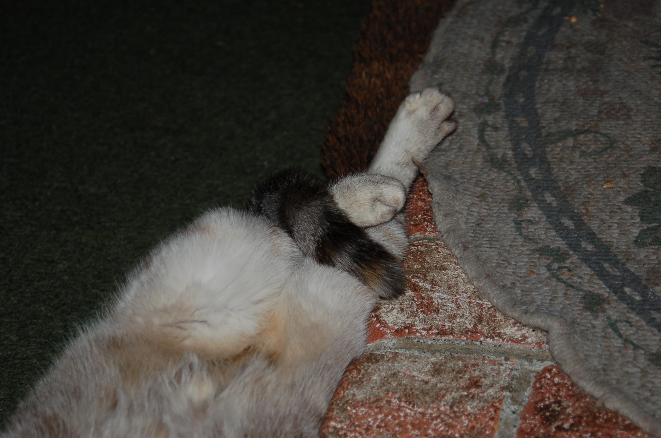 Emy napping
