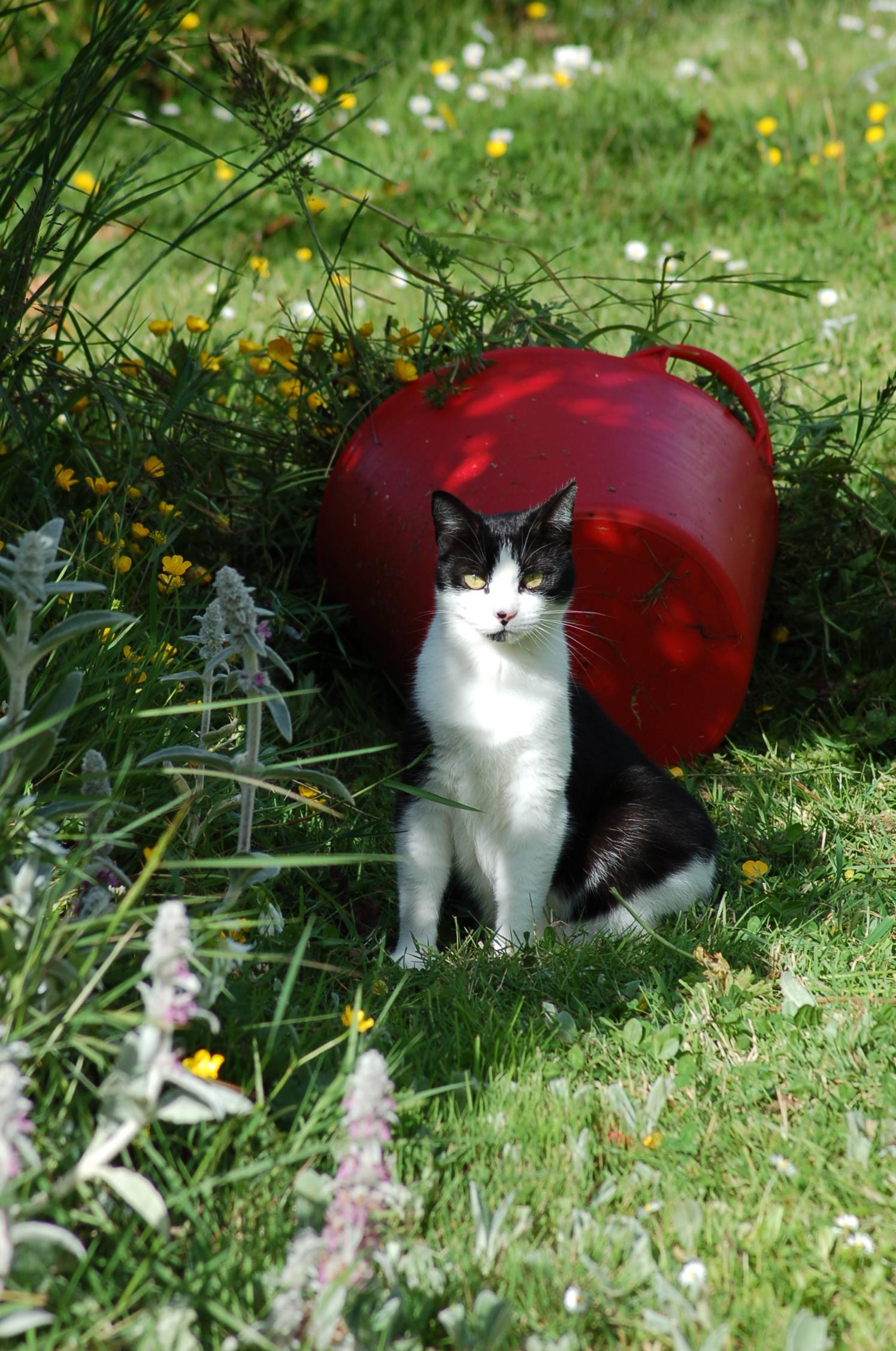 Robin sitting with red bucket