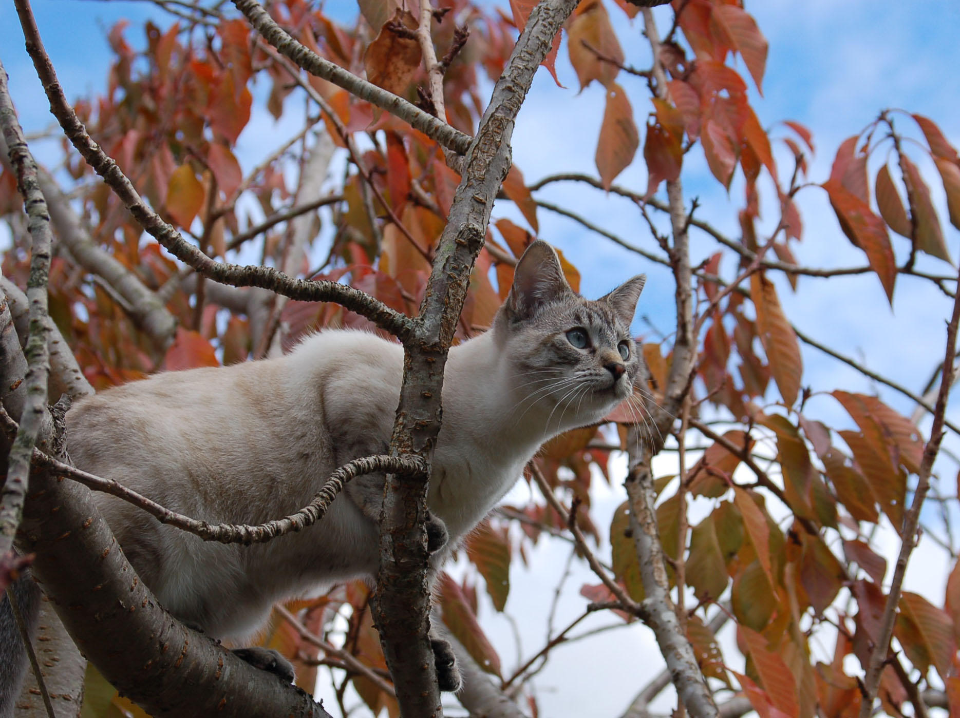 DSC_0229.JPG