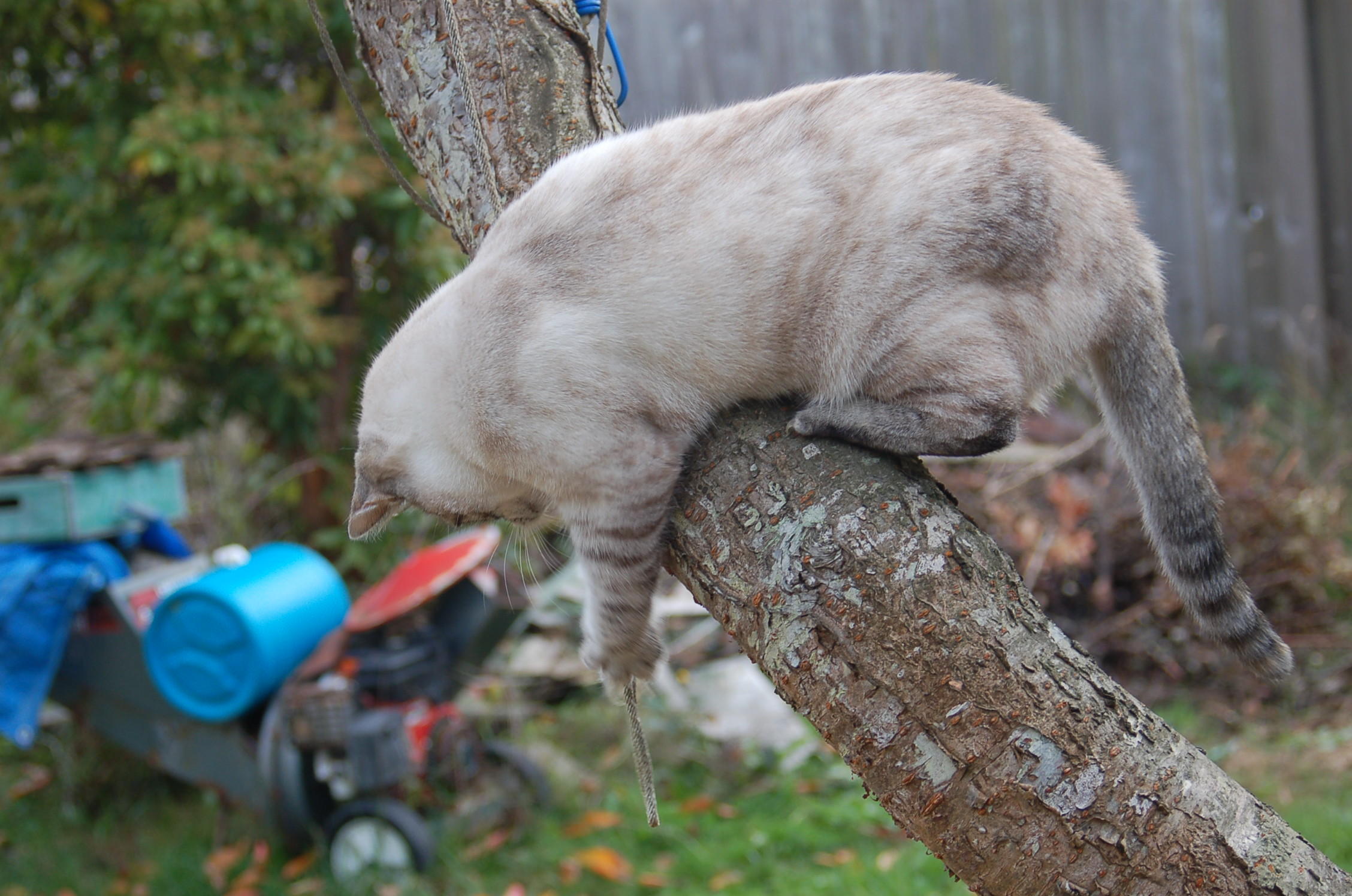 DSC_0266.JPG