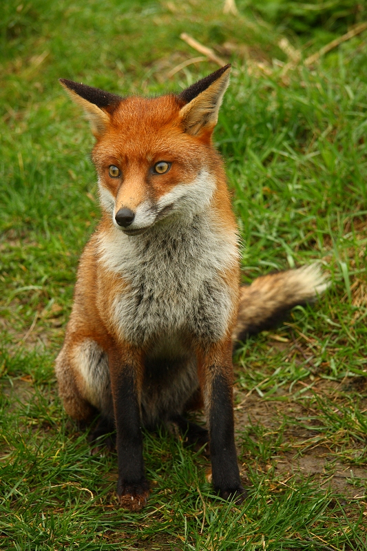 Sitting pretty, the young vixen