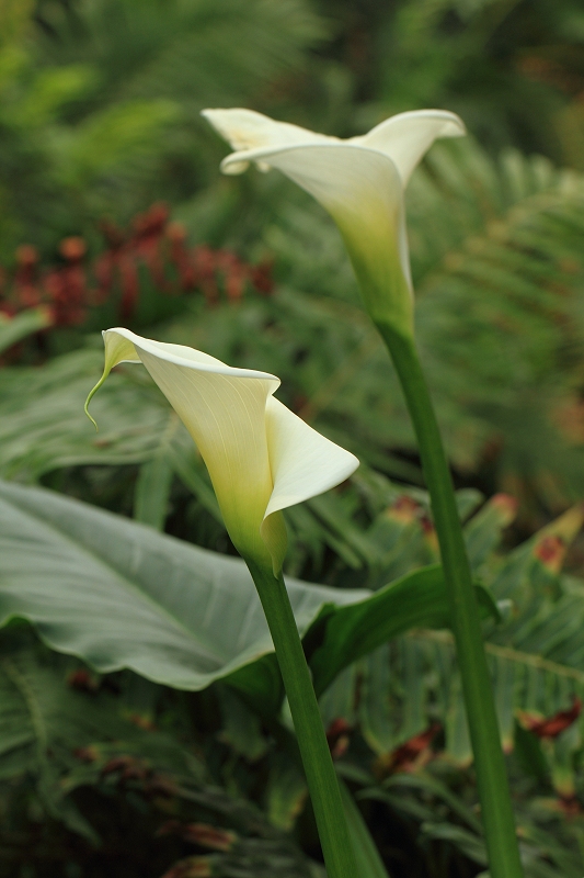 Arum Lily, Humid Tropical Biome