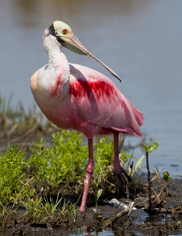 Spatule rose / Roseate Spoonbill
