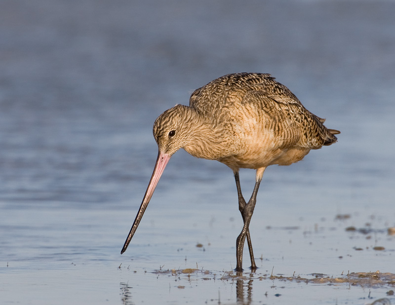 Barge marbre / Marbled Godwit