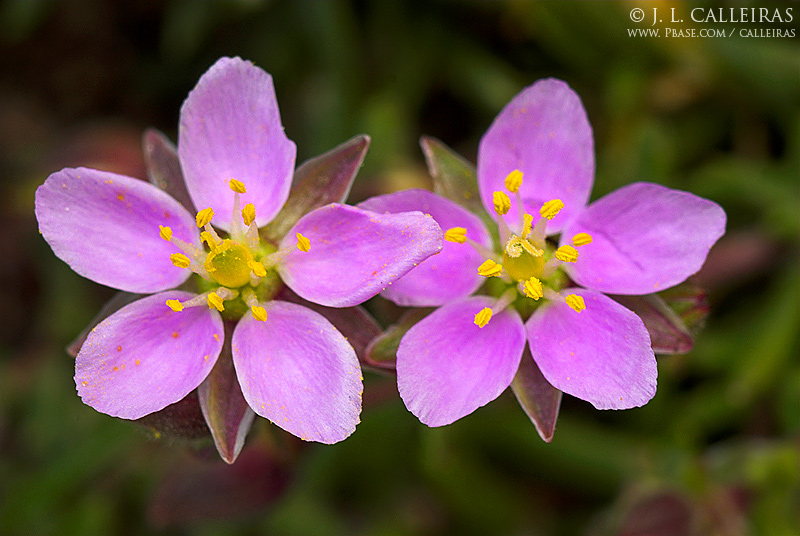 Spergularia australis