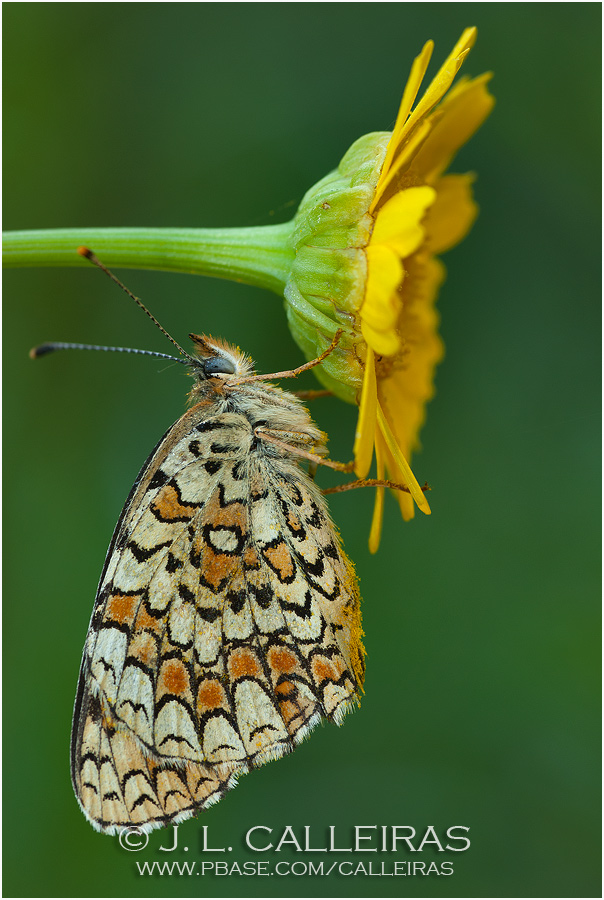  Melitaea phoebe