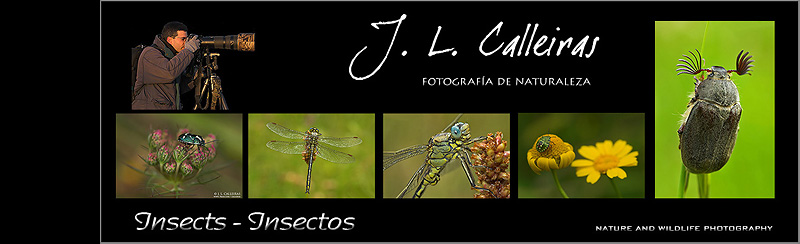Insectos-.jpg
