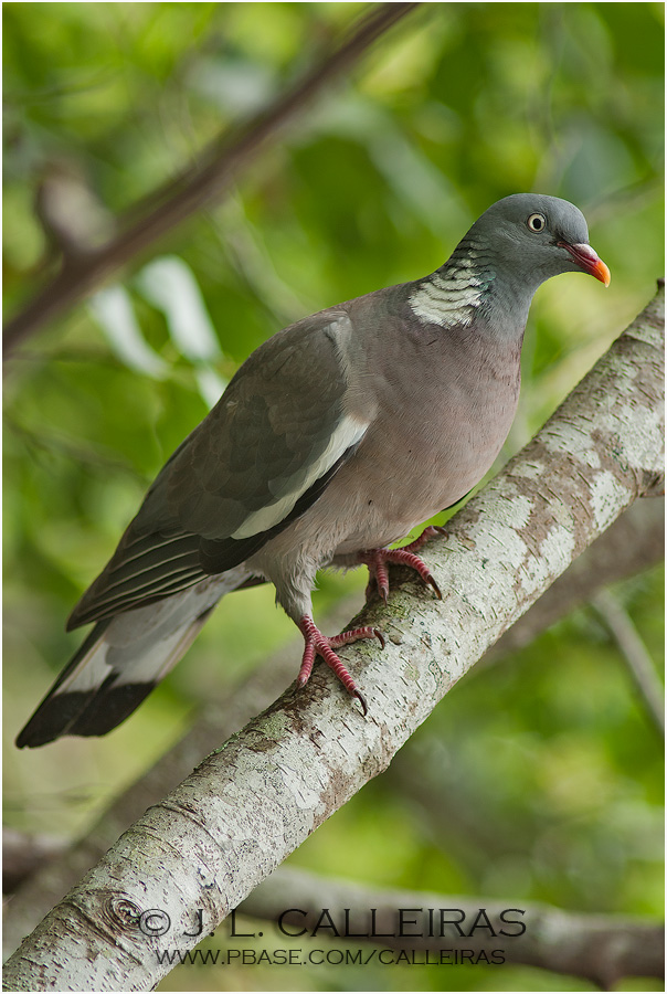   Common Wood Pigeon