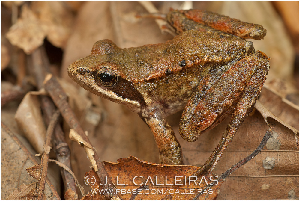 Rana iberica