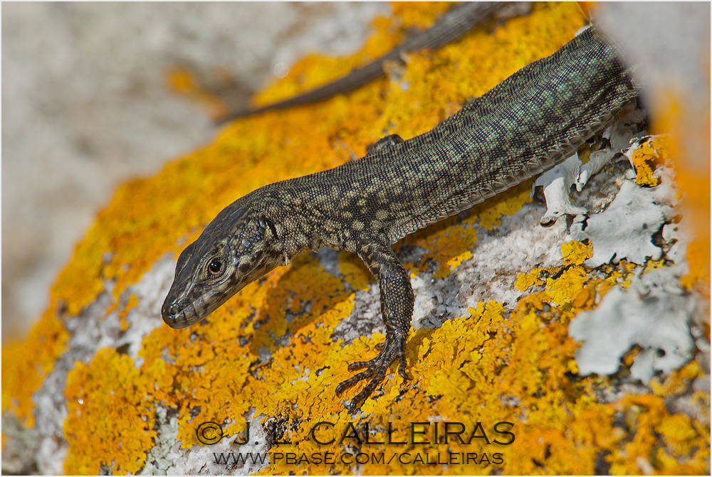 Podarcis hispanica