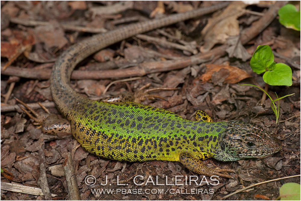 Lacerta schreiberi