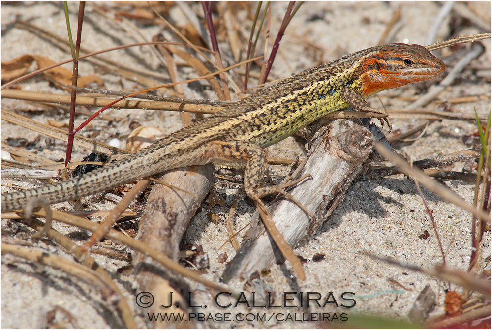 Psammodromus algirus