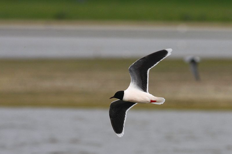 Little Gull/ Dwergmeeuw