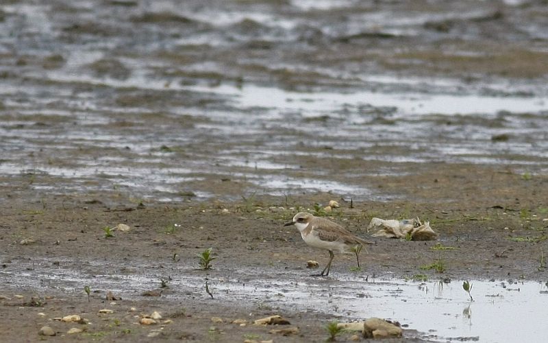 Greater Sand plover/ Woestijnplevier