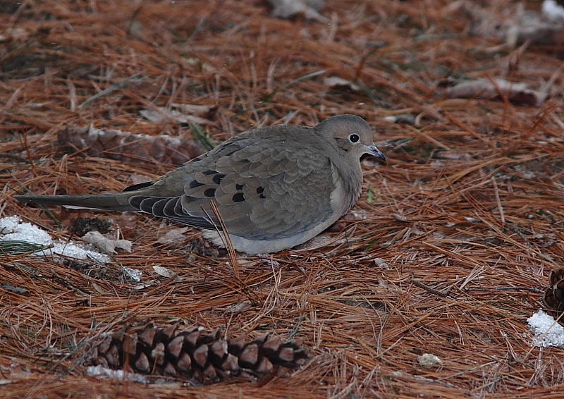 Tourterelle triste, Mourning Dove