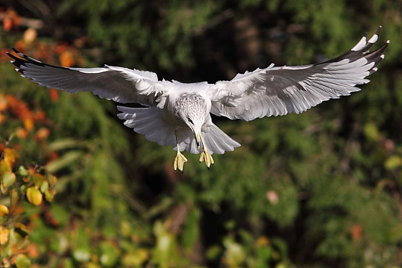 Goland  bec cercl, Ring-billed Gull