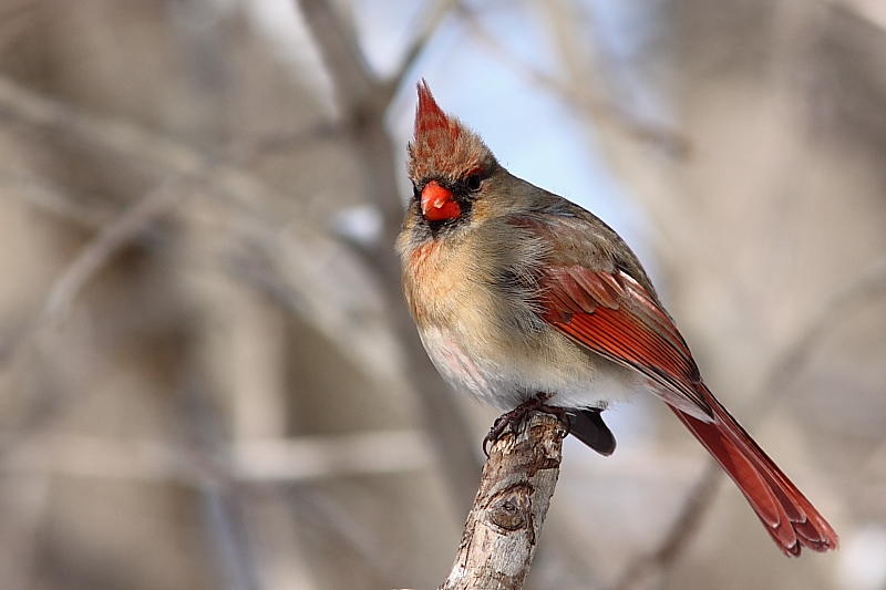 Cardinal rouge