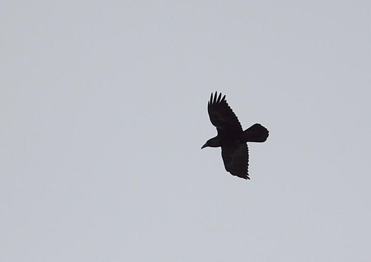 Grand Corbeau
