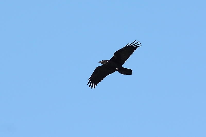 Grand Corbeau