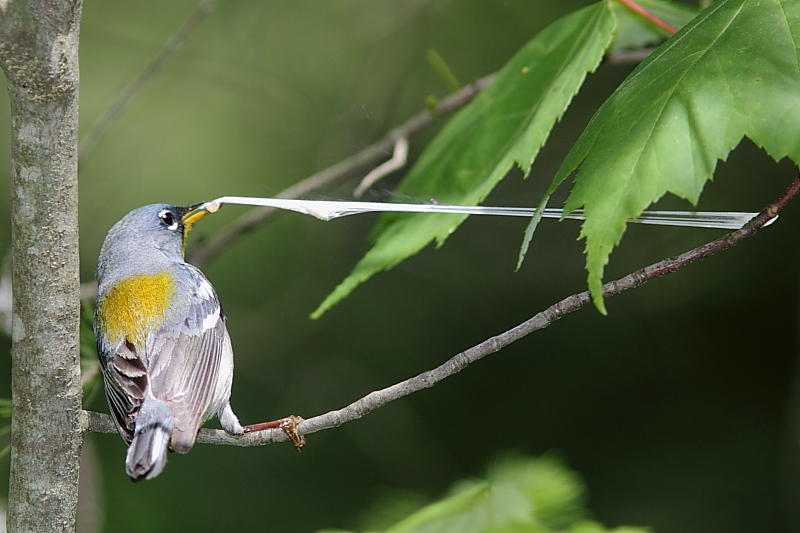 Paruline  collier