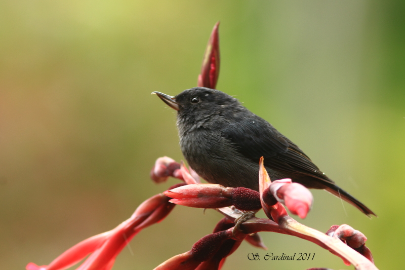 Costa-Rica 02 Slaty Flowerpiercer 01a.JPG