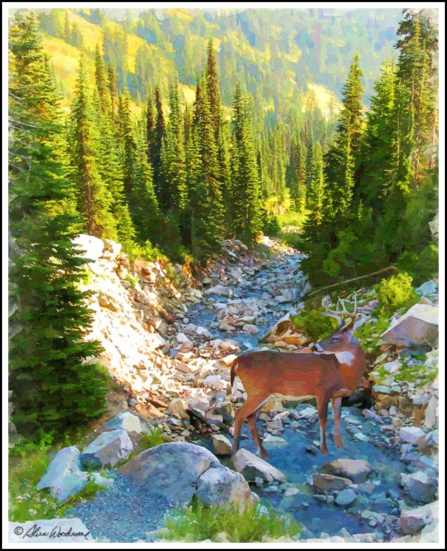 Deer in a Mountain Stream