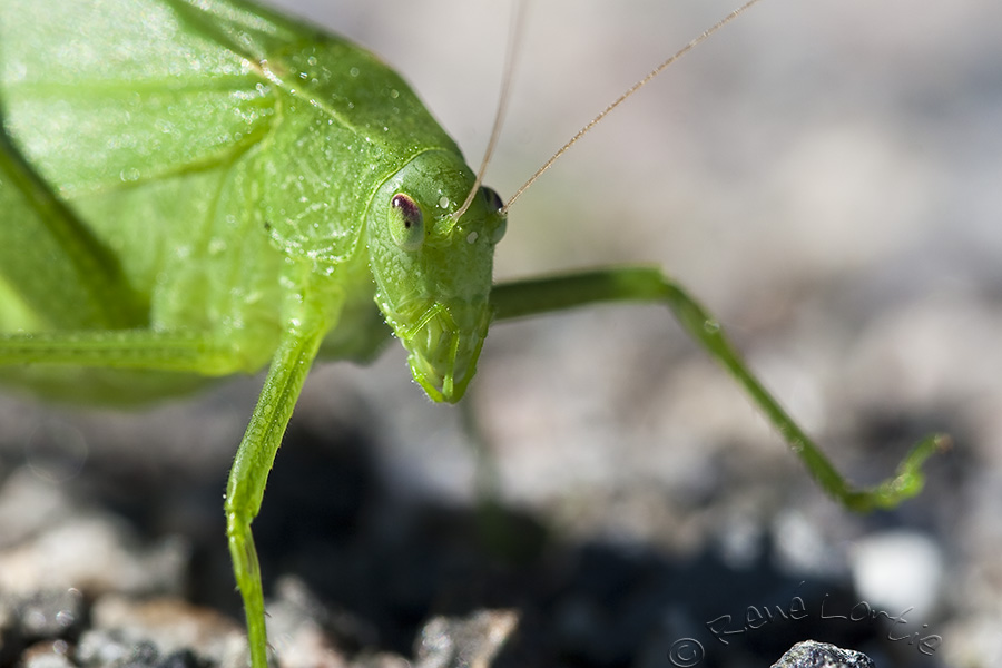 Scuddrie  ailes oblongues<br>Oblong-winged katydid