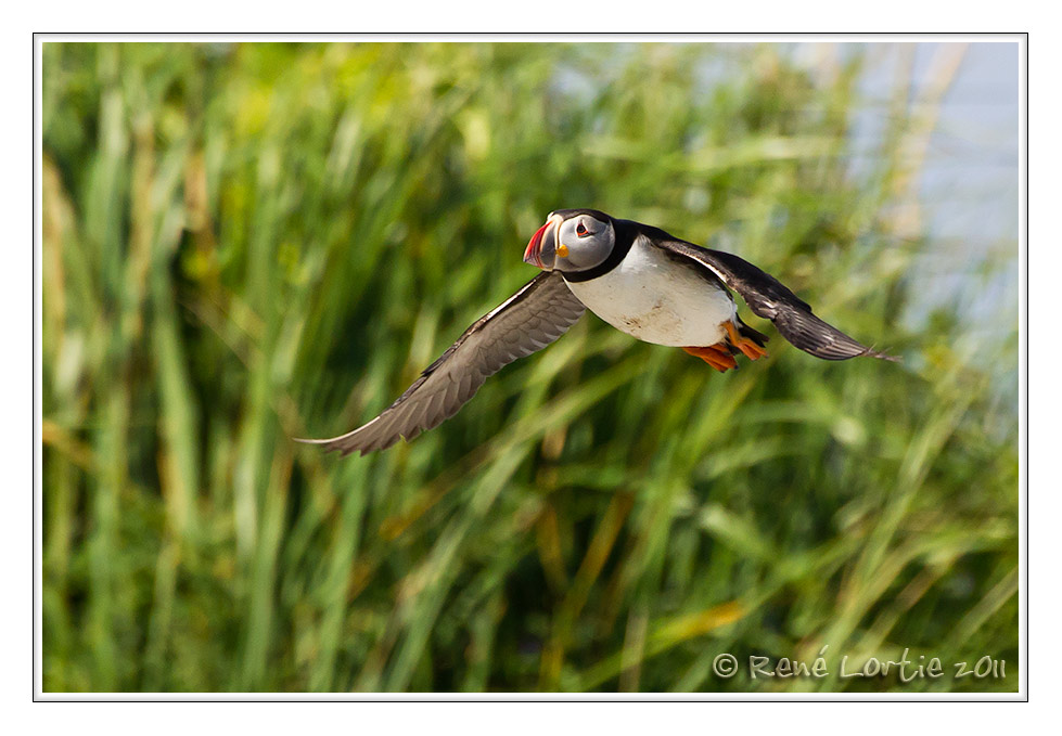 Macareux moine<br>Atlantic Puffin