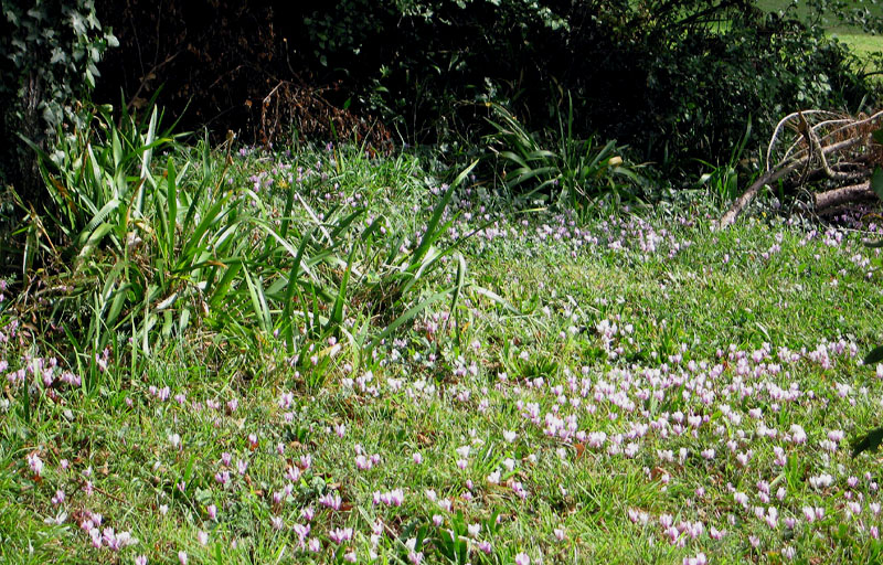 Cyclamen growing wild in the back yard