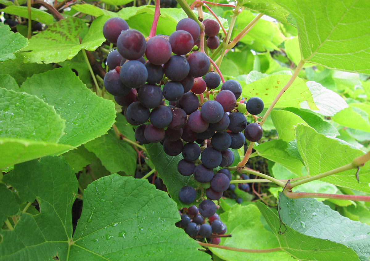 Vindruvor