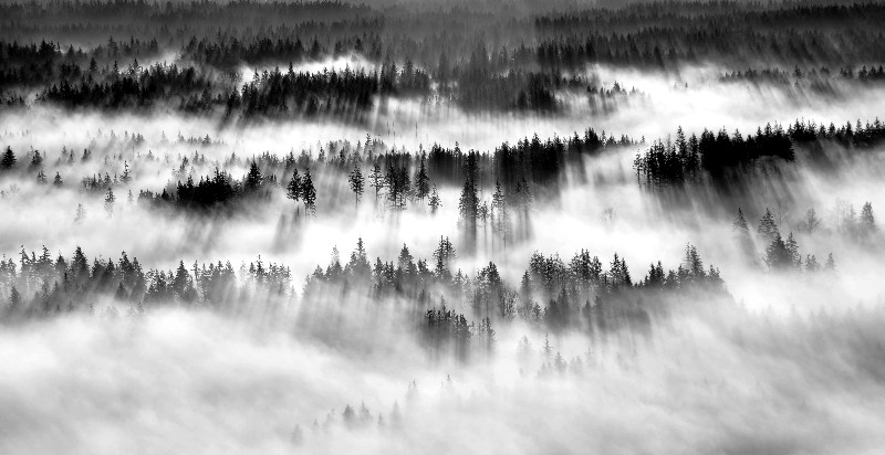 waves of forest